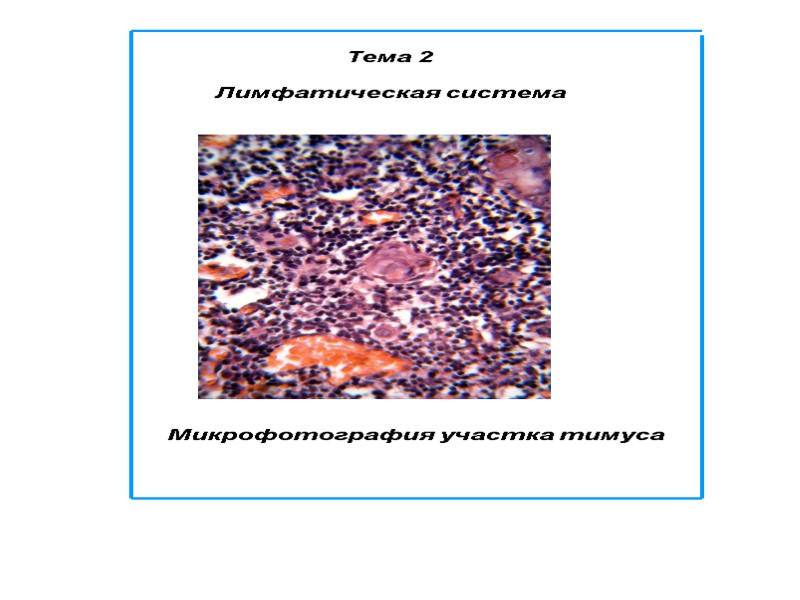 Тема 2  Лимфатическая система Микрофотография участка тимуса